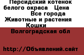 Персидский котенок белого окраса › Цена ­ 35 000 - Все города Животные и растения » Кошки   . Волгоградская обл.